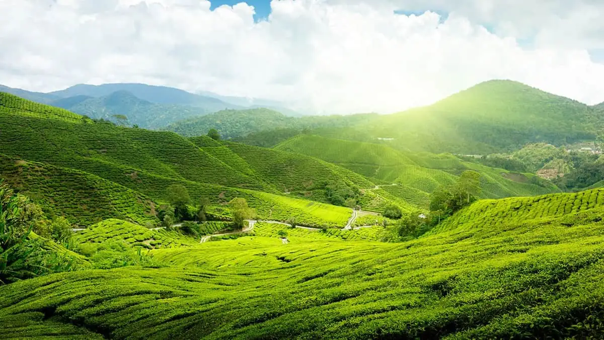 Upper Assam